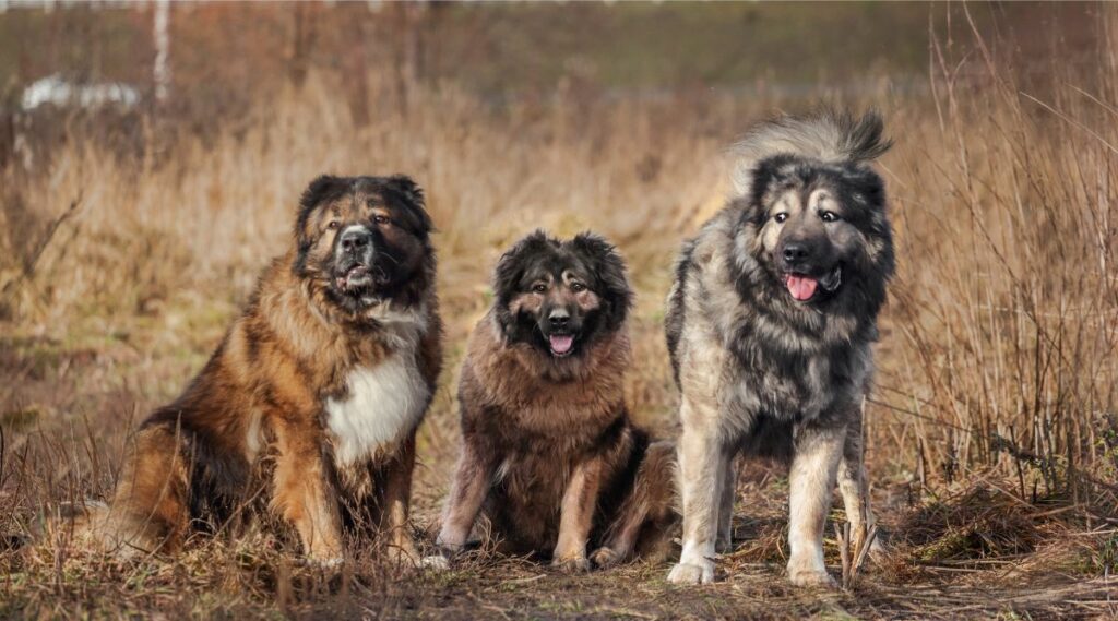 3 pastores caucásicos sentados afuera