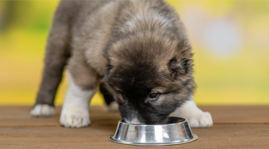 Cachorro Pastor Caucásico comiendo de un recipiente de acero inoxidable