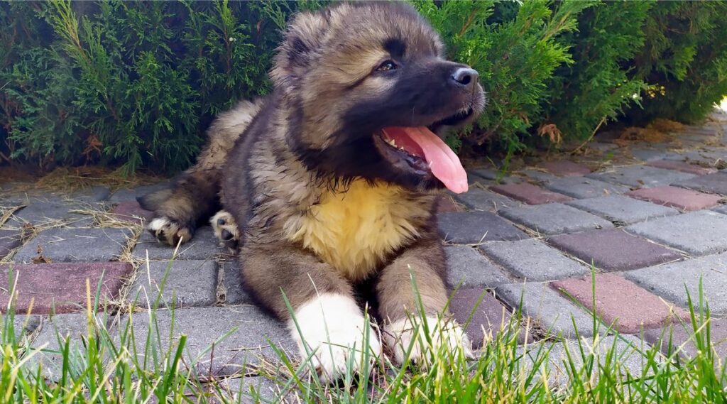 Cachorro pastor caucásico sentado afuera en una pasarela con la lengua fuera