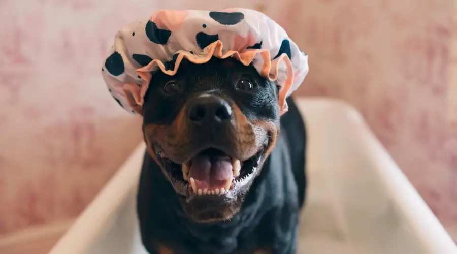 Perro en el baño con gorro de ducha puesto