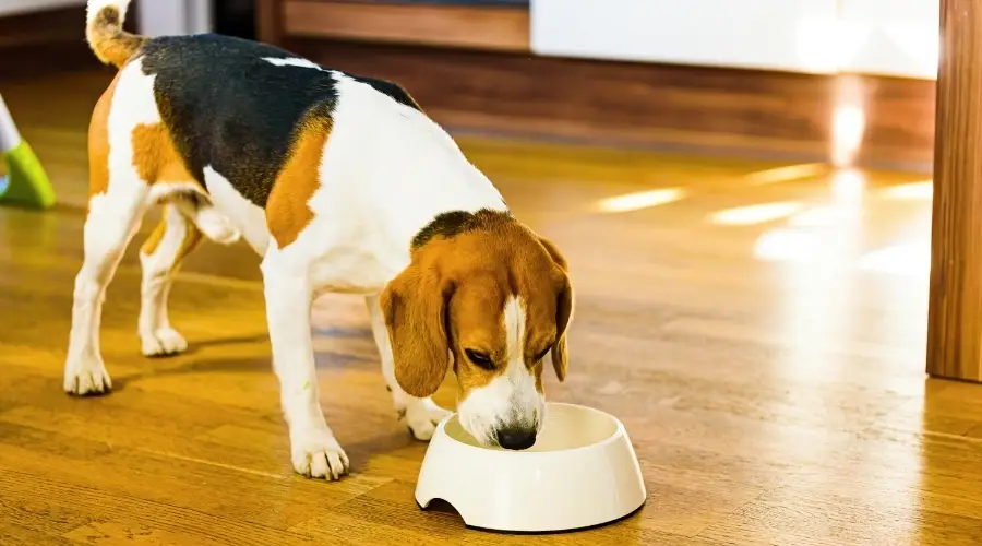 Beagle mayor comiendo comida