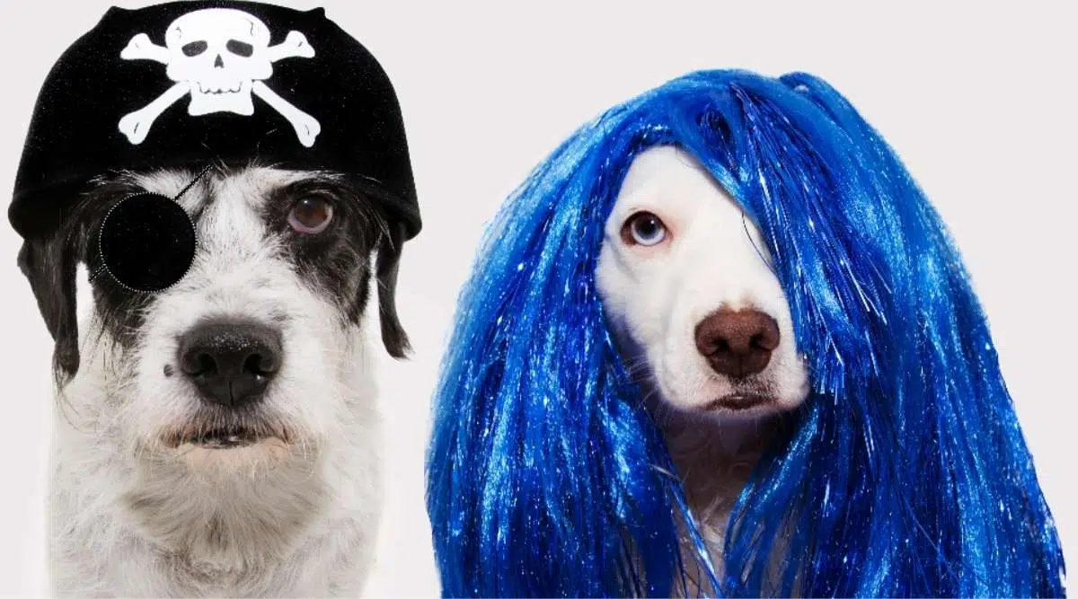 Perros con sombrero de pirata y peluca azul.