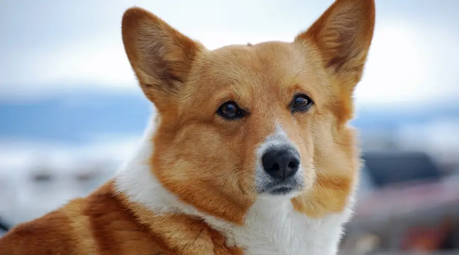 Corgi en la playa