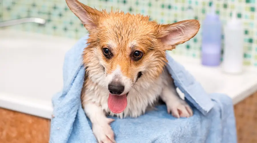 baño de corgi