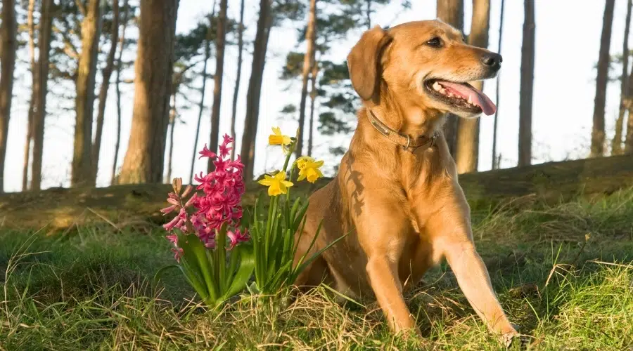 Perro feliz junto a plantas de bulbo