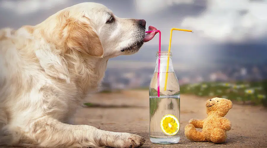 Perro bebiendo agua con fruta y pajita.