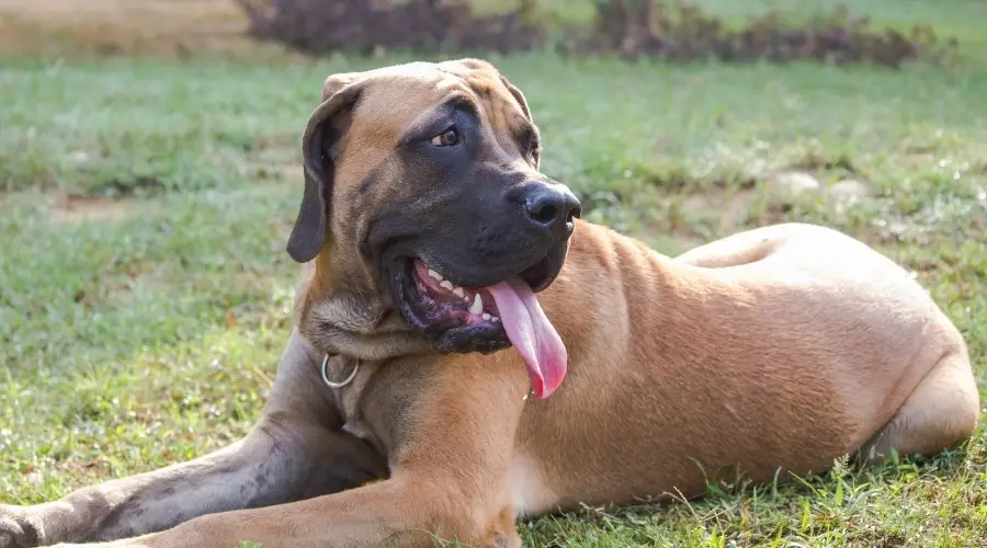 Perro bronceado grande tumbado en la hierba