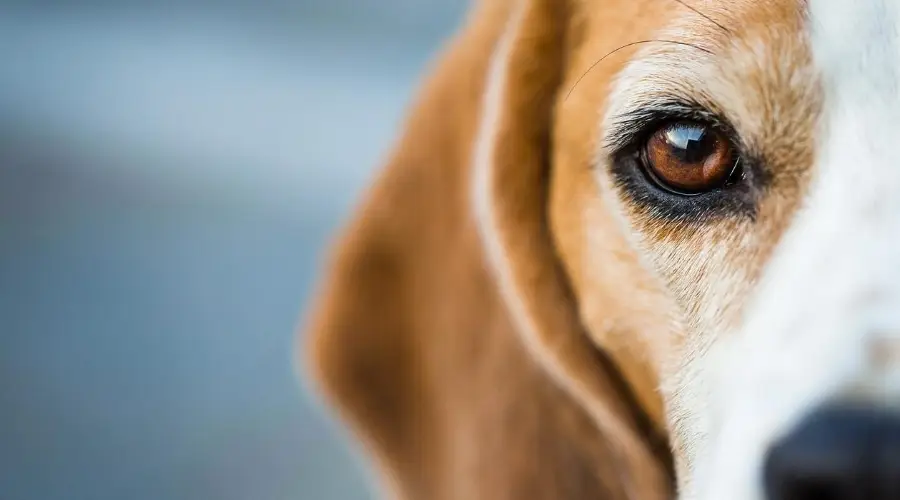 Beagle mudando su abrigo afuera