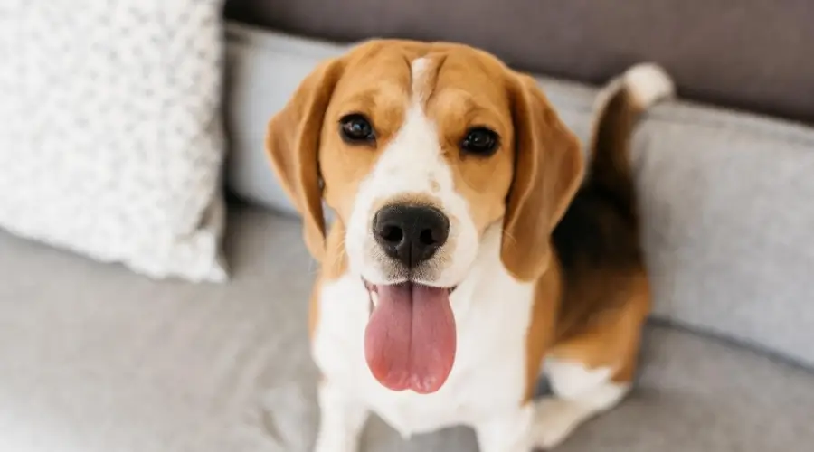 Beagle derramando en el sofá