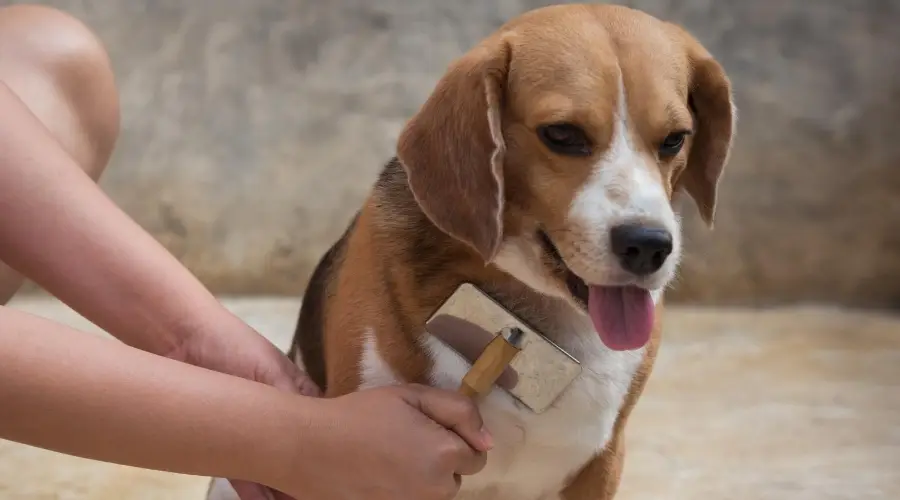 Beagle siendo deshedding