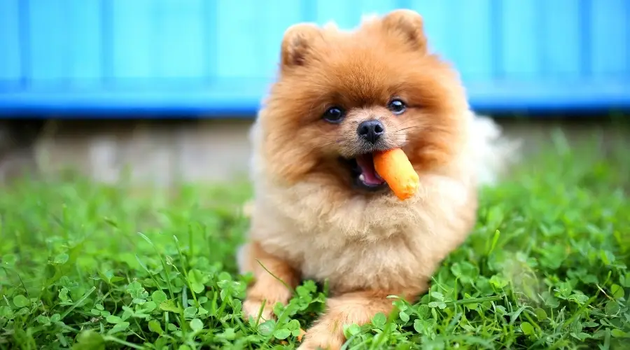 Perro Pomerania mastica vegetales de naranja