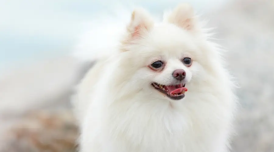 Ahorro en equipo de Pomerania