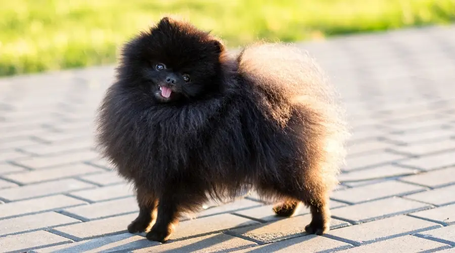 Pomerania con pelaje único