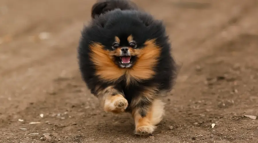 Pomerania corriendo