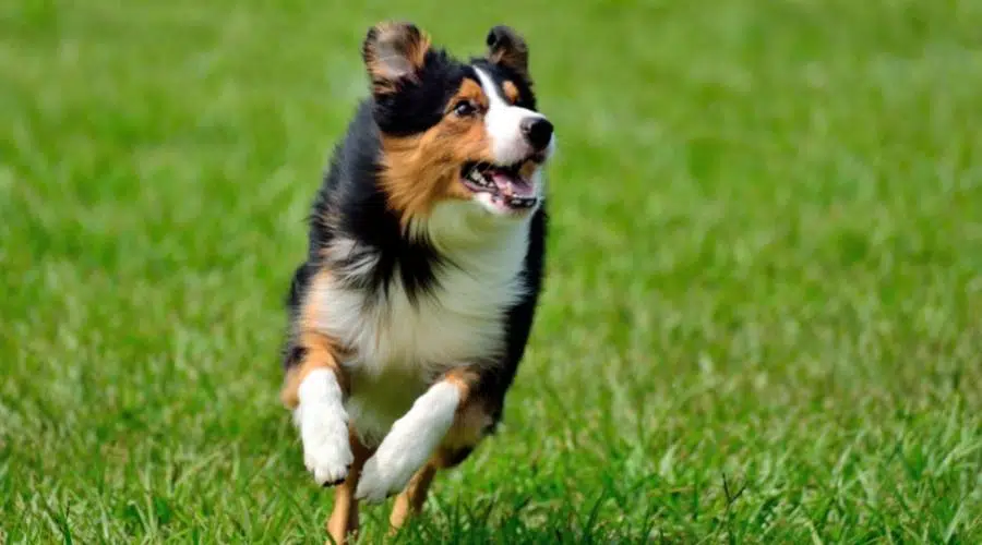 Cerrar imagen de border collie tricolor corriendo en la hierba