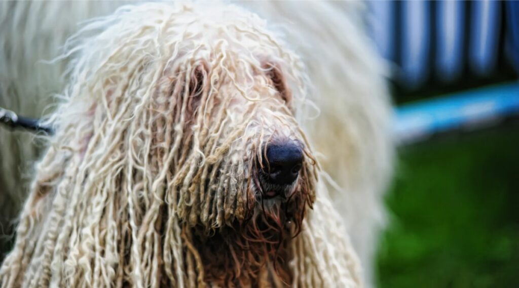 Komondor cara de cerca