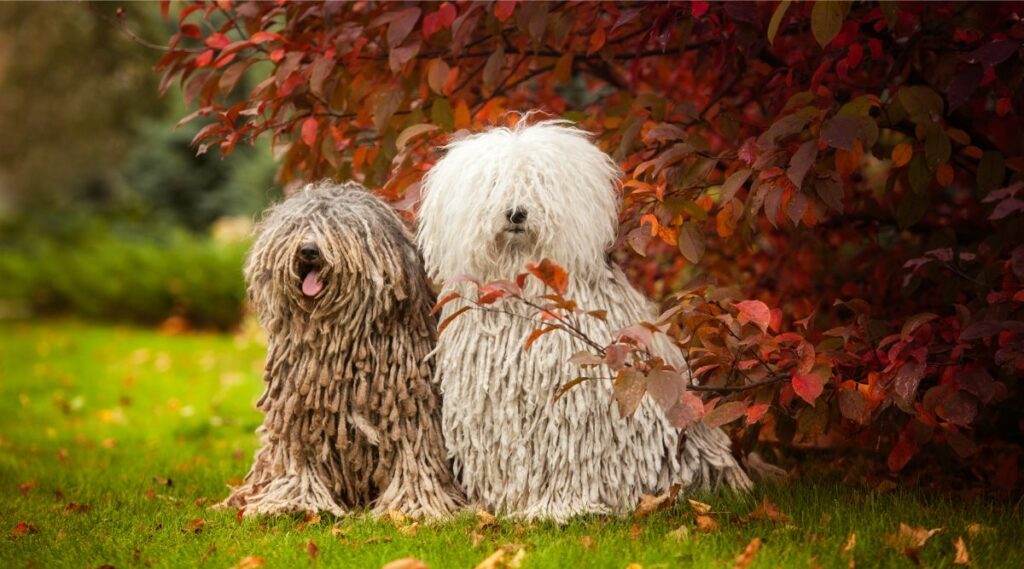 Abrigo Komondor en dos colores Colores sentado afuera