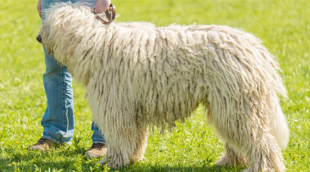 Entrenamiento de Komondor afuera