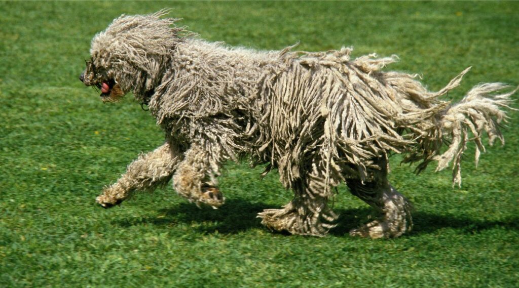 Komondor corriendo afuera en la hierba