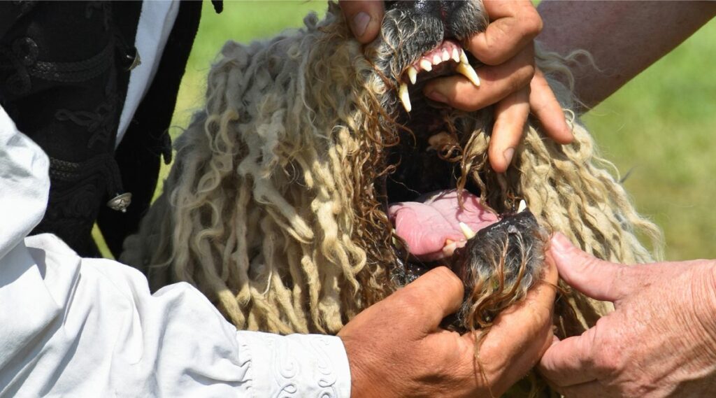 Boca abierta de Komondor con un ser humano mirando hacia adentro buscando problemas