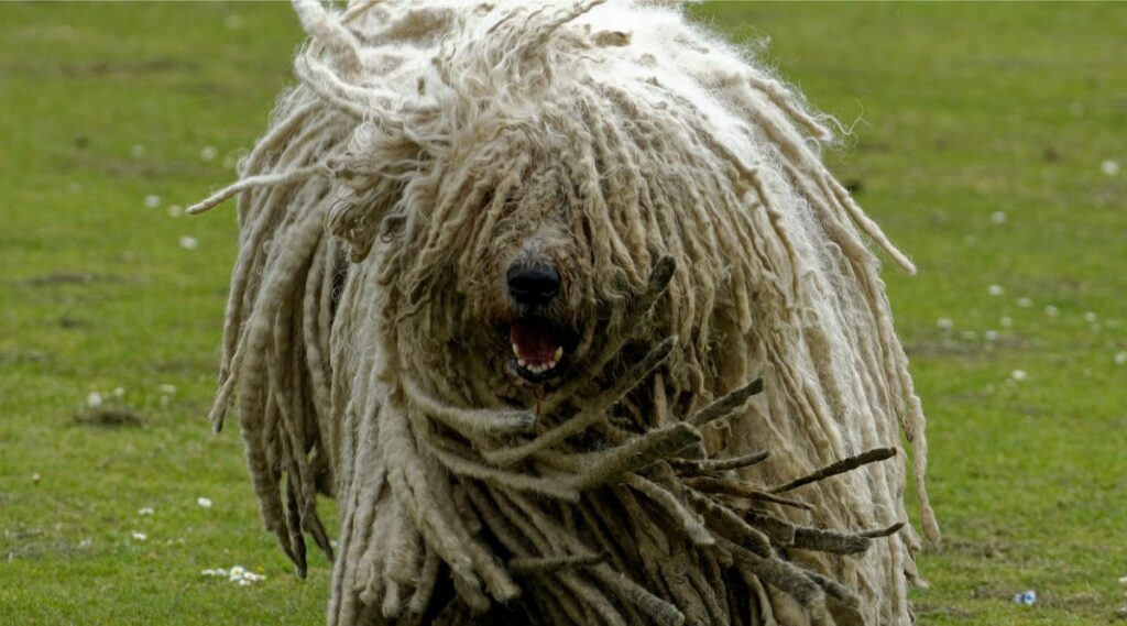 Komondor mojado y temblando afuera.