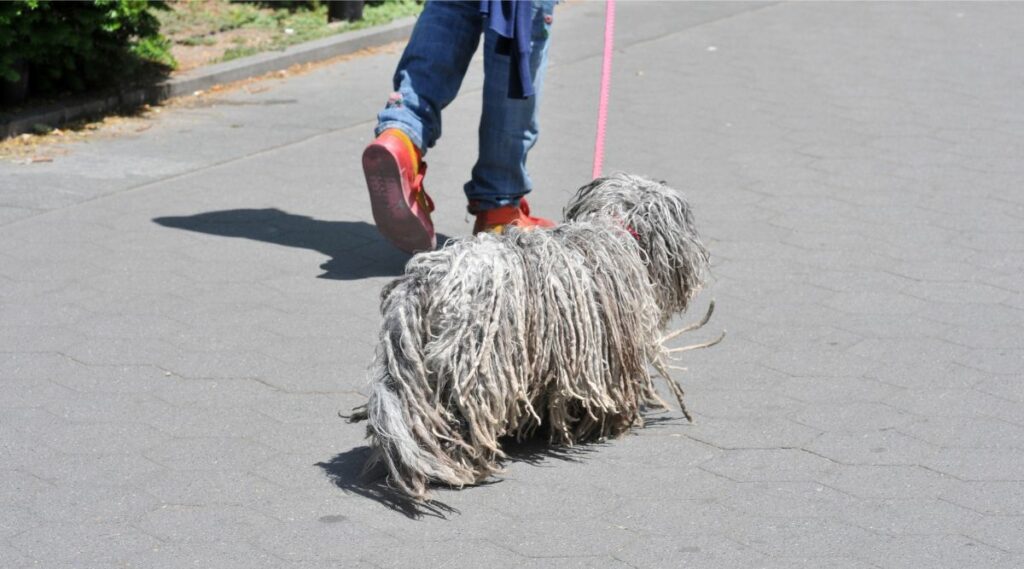 Komondor caminando con correa con su dueño