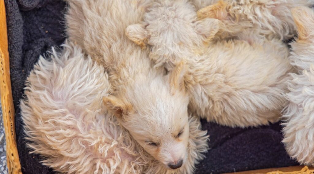 Cachorros Komondor abrazados