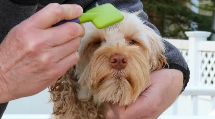Cepillar un labradoodle