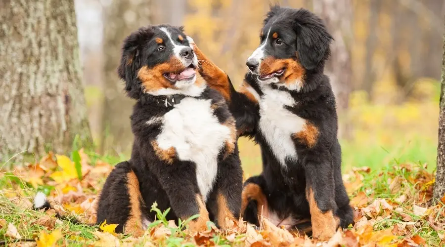 Un perro pataleando la cara de otro perro