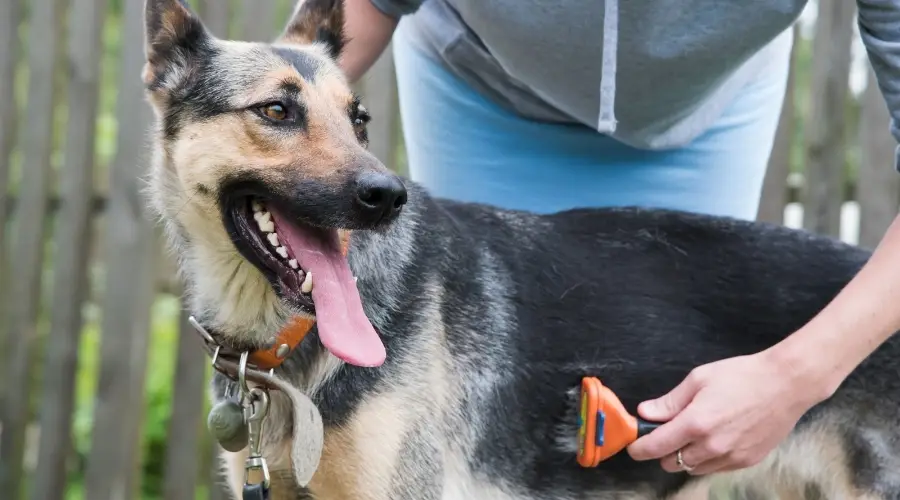 Uso de una herramienta para quitar pelo en perros de pelaje medio