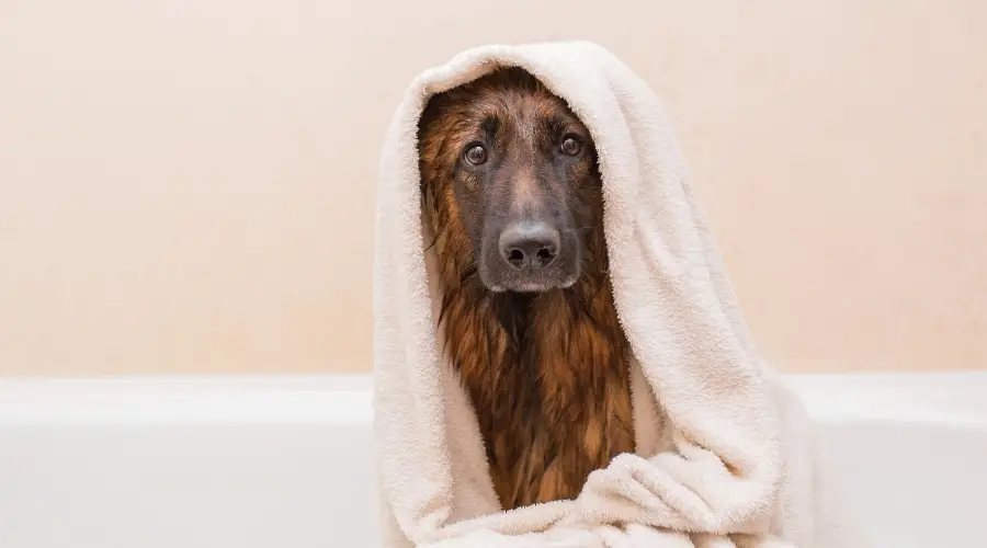 Perro en el baño con una toalla sobre ellos.