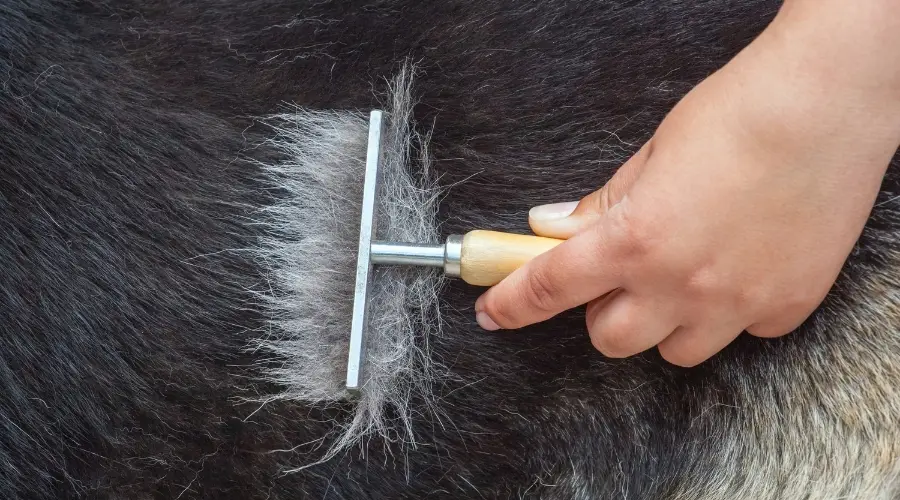 Herramienta para quitar pelo que se utiliza en un perro