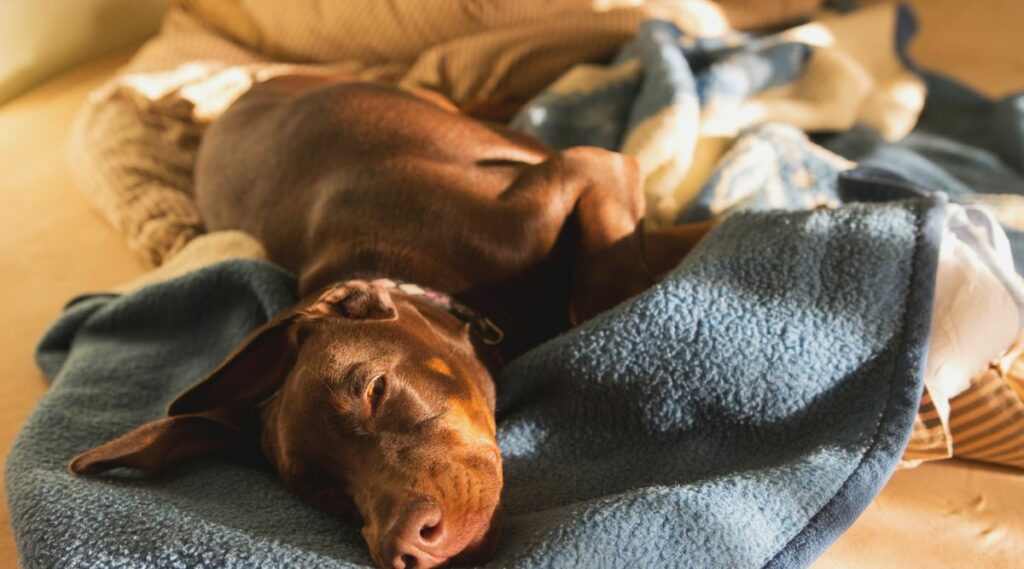 Color Doberman rojo y óxido tendido sobre una manta