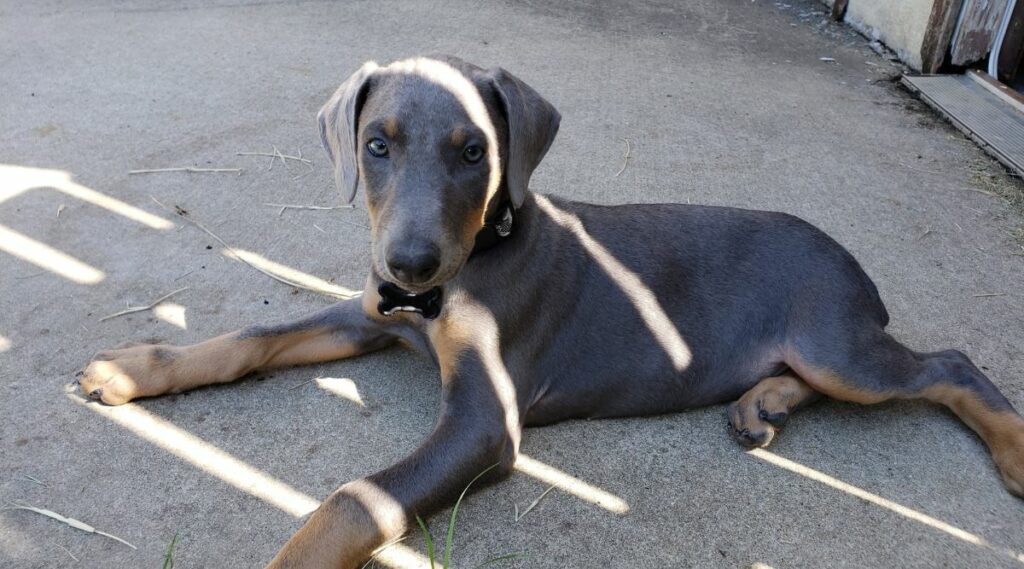 Color Doberman azul y óxido sentado afuera