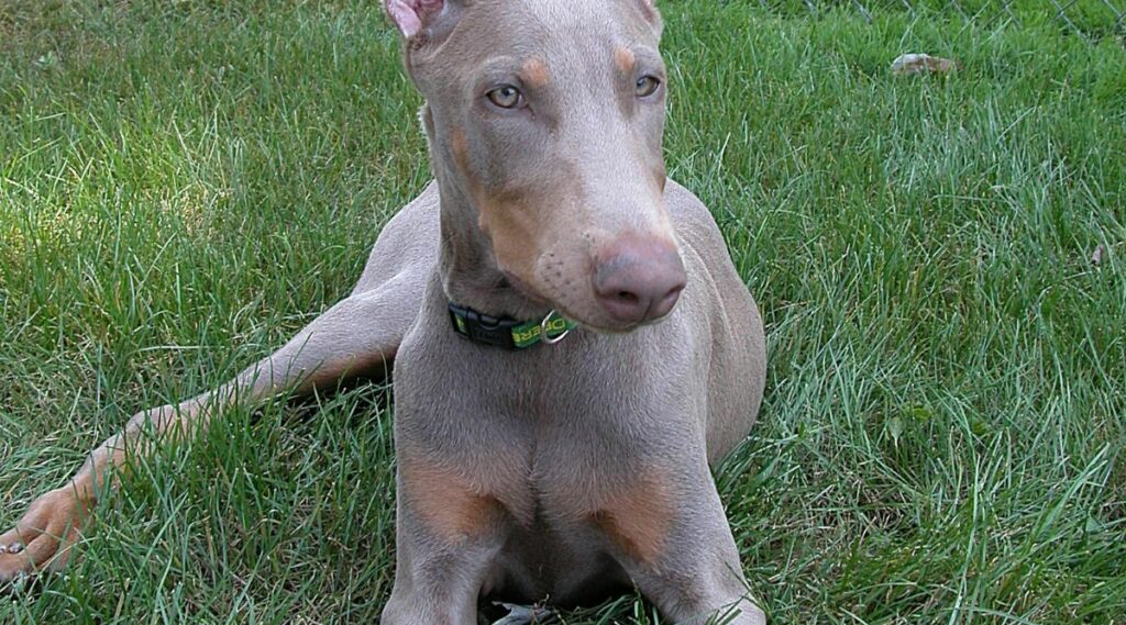 Color Doberman leonado y oxidado sentado en la hierba