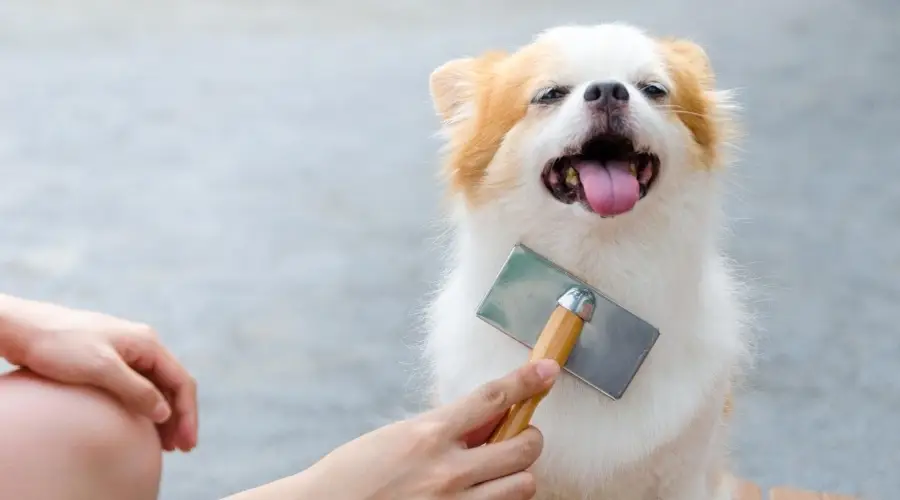 Chihuahua siendo cepillado por su dueño