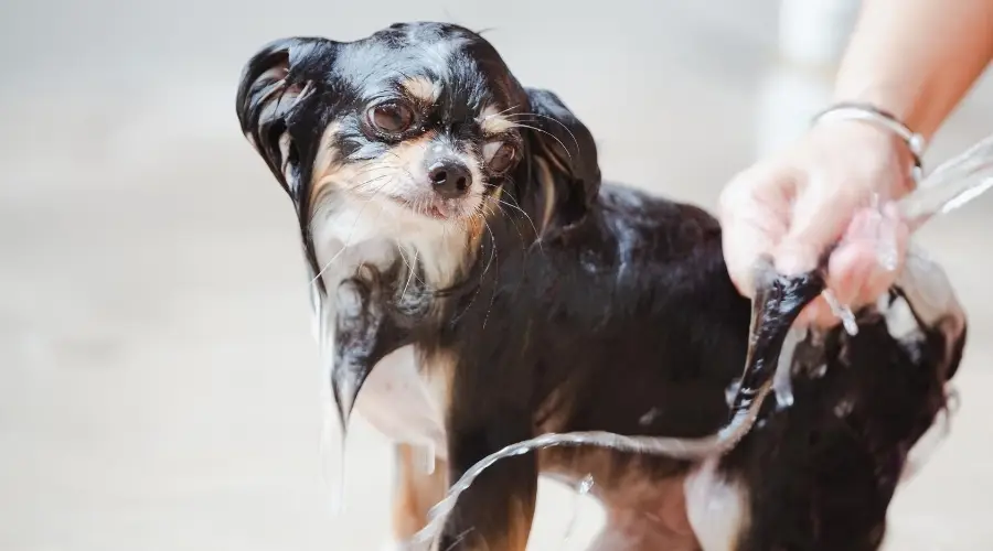Chihuahua bañándose al aire libre