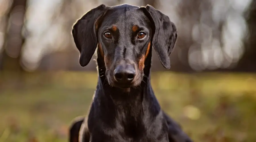 Perro Doberman Pinscher Negro