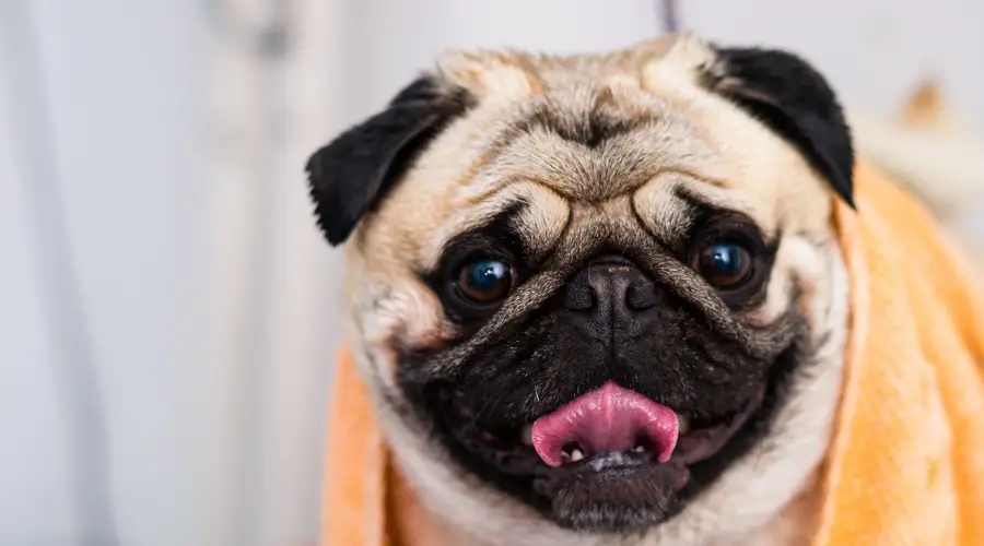 Pug de baño