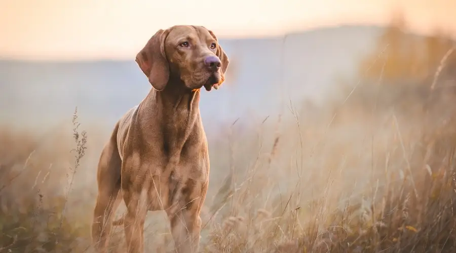 Vizsla dorado de pie en el campo