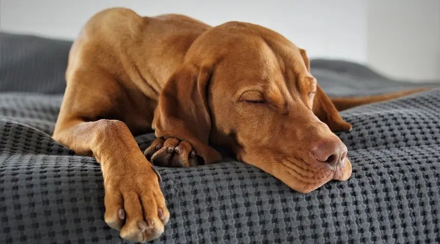 Vizsla durmiendo en el sofá en el interior