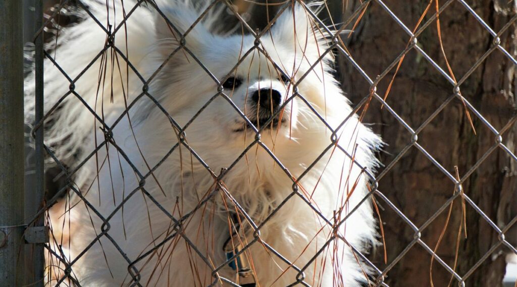 Rescate de malteses y pomerania detrás de una valla metálica