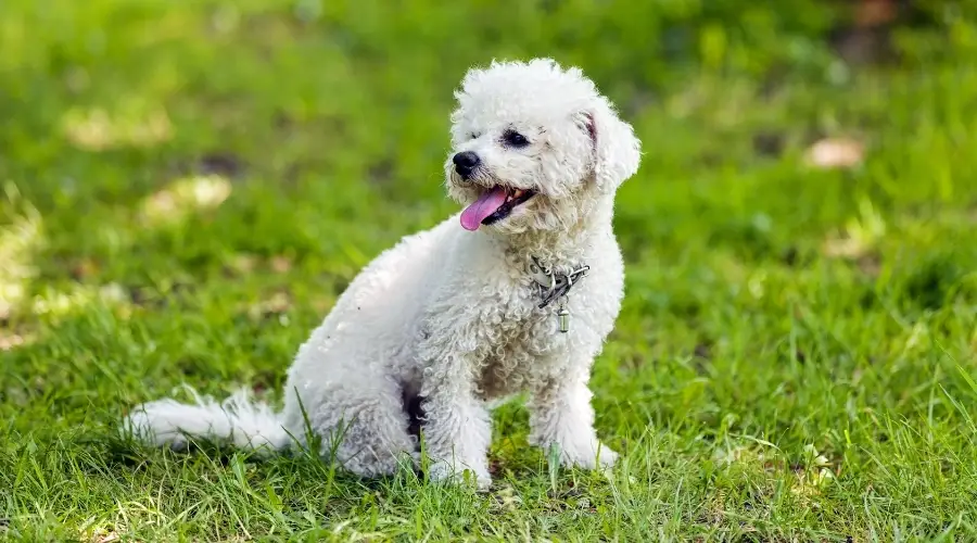 Bichón Frisé en el campo