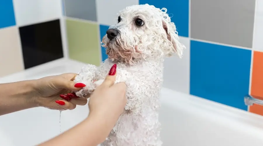 Champú para bañar a Bichón Frisé