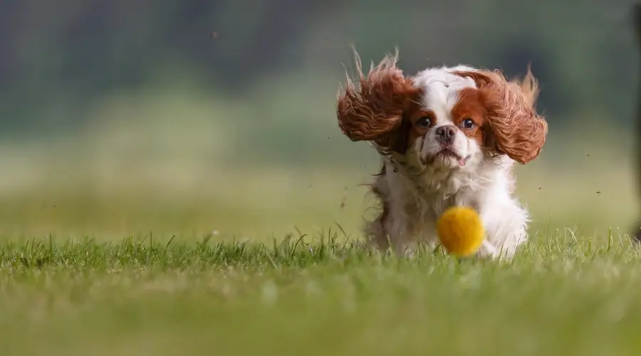 Perro más joven al aire libre persiguiendo una pelota