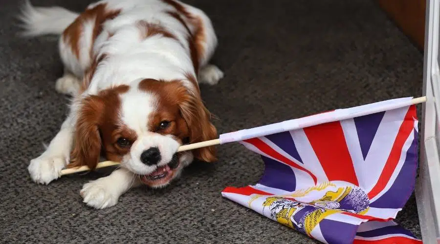 Duke, un cachorro arrogante del Rey Carlos, juega con una bandera Union Jack en el pasillo