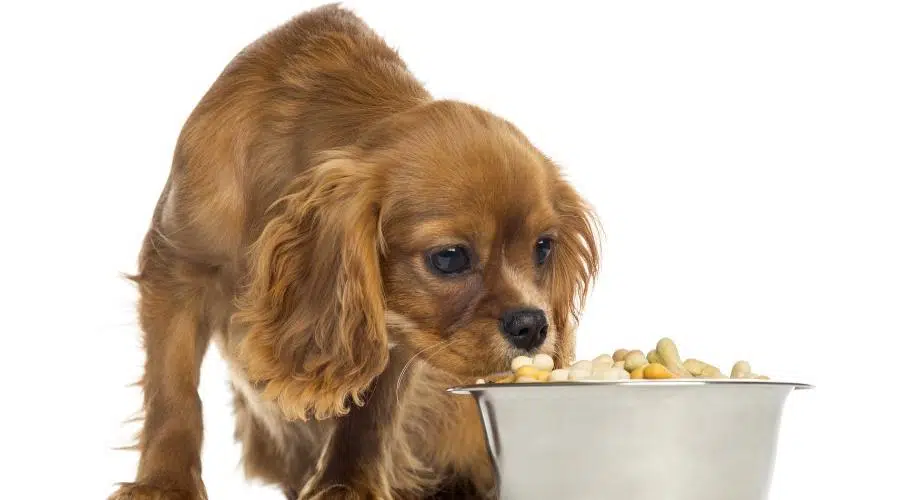 Ruby Cavalier King Charles Spaniel comiendo golosinas para perros en un recipiente