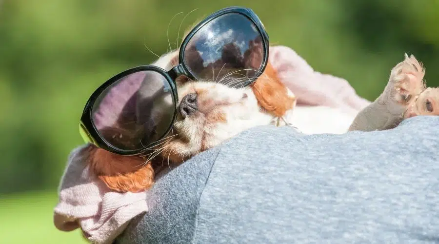 Cachorro spaniel durmiendo con gafas de sol