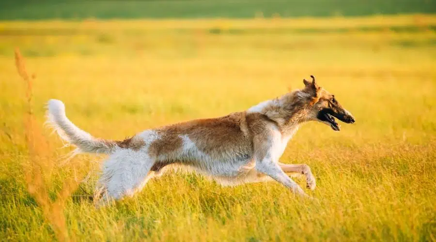 Perro corriendo en el campo amarillo de hierba