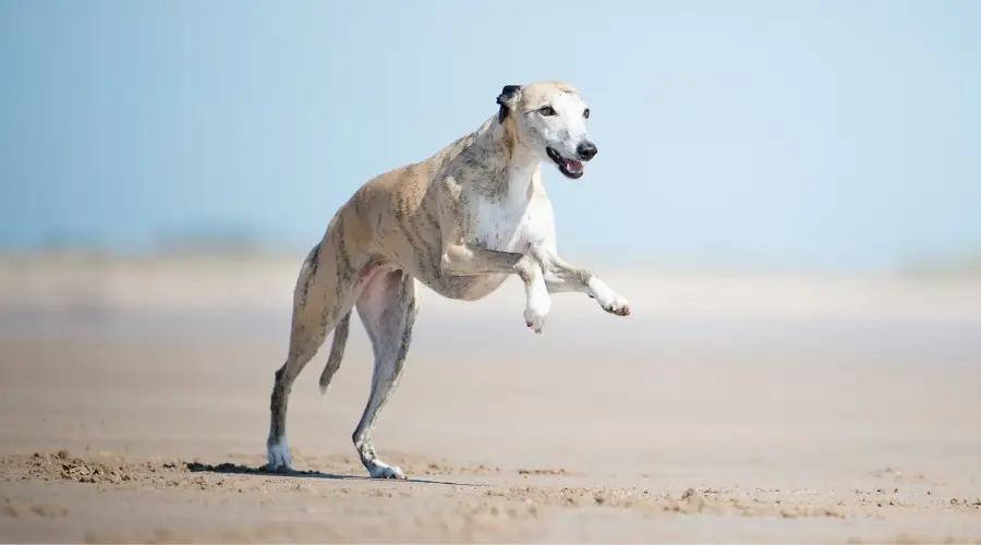 Whippet corriendo en la playa